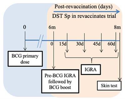 Defined Antigen Skin Test for Bovine Tuberculosis Retains Specificity on Revaccination With Bacillus Calmette–Guérin